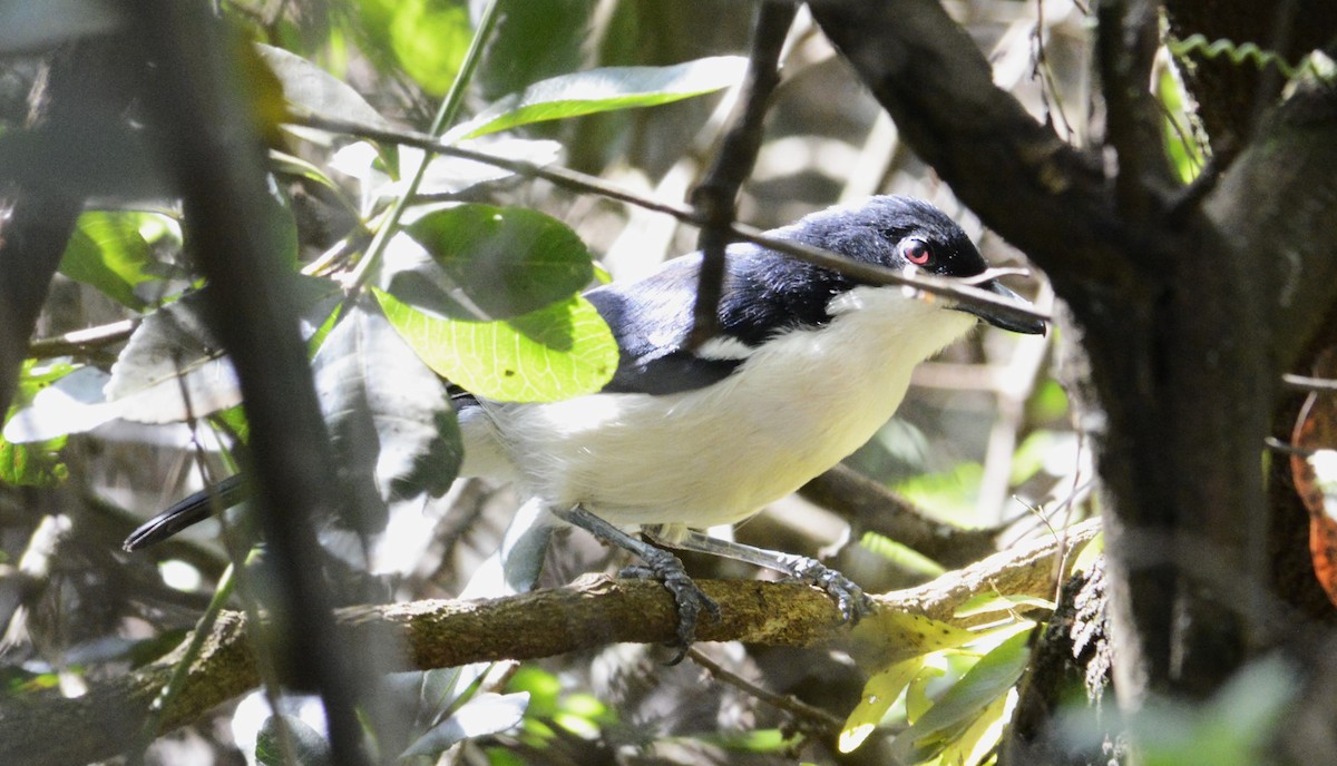 Black-backed Puffback - ML627313819