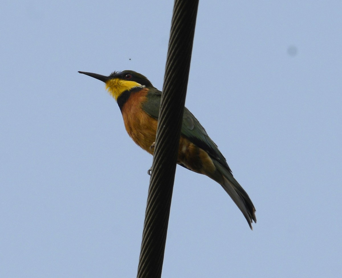 Cinnamon-chested Bee-eater - ML627313823