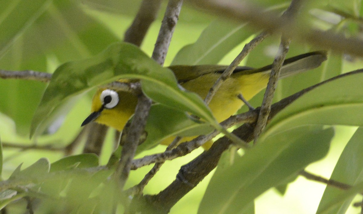 Kikuyu White-eye - ML627313829