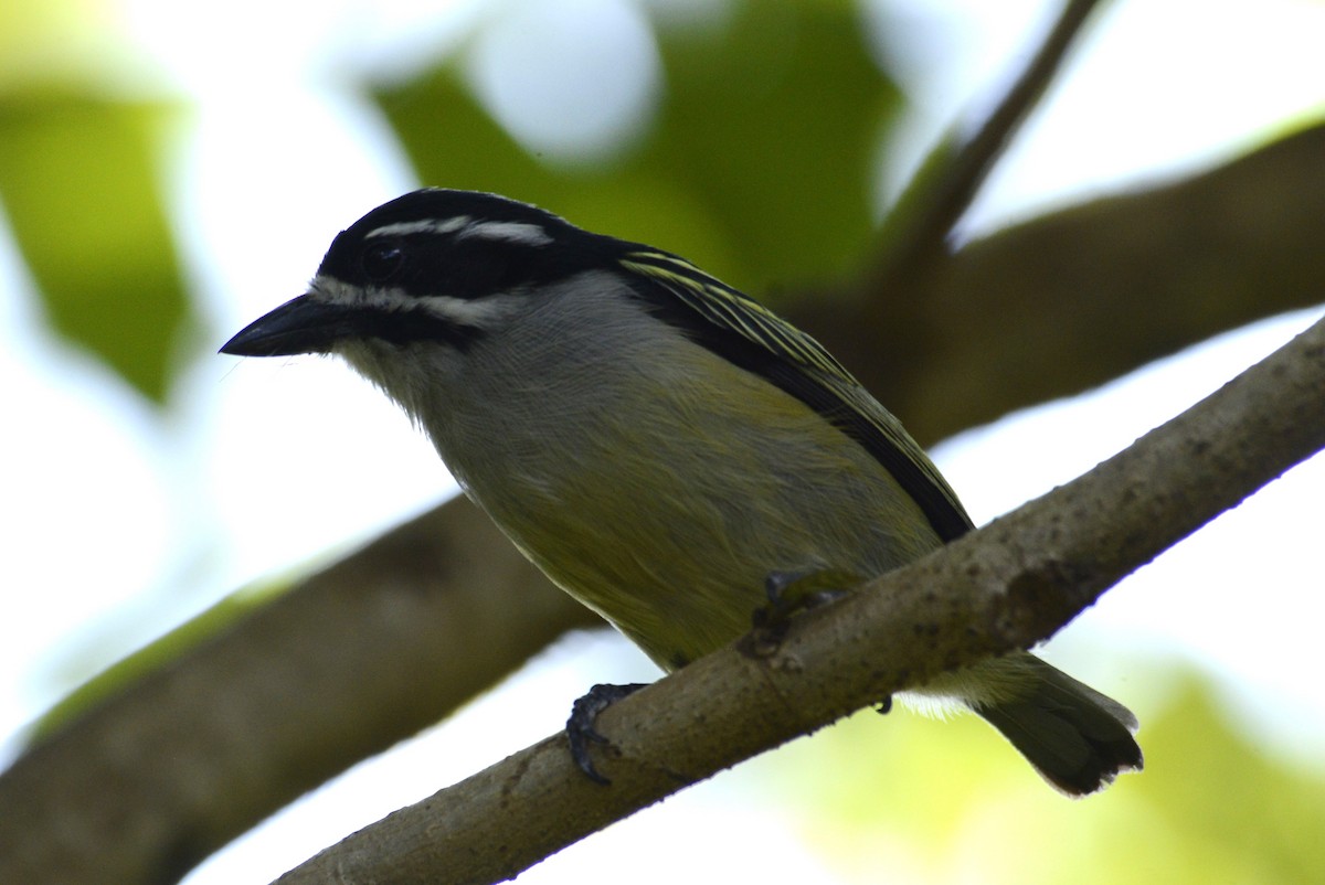 Yellow-rumped Tinkerbird - ML627313843