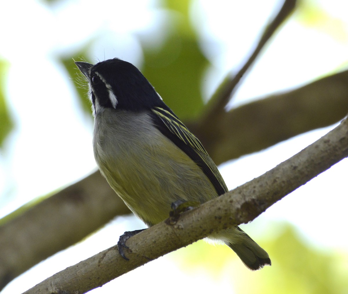 Yellow-rumped Tinkerbird - ML627313844