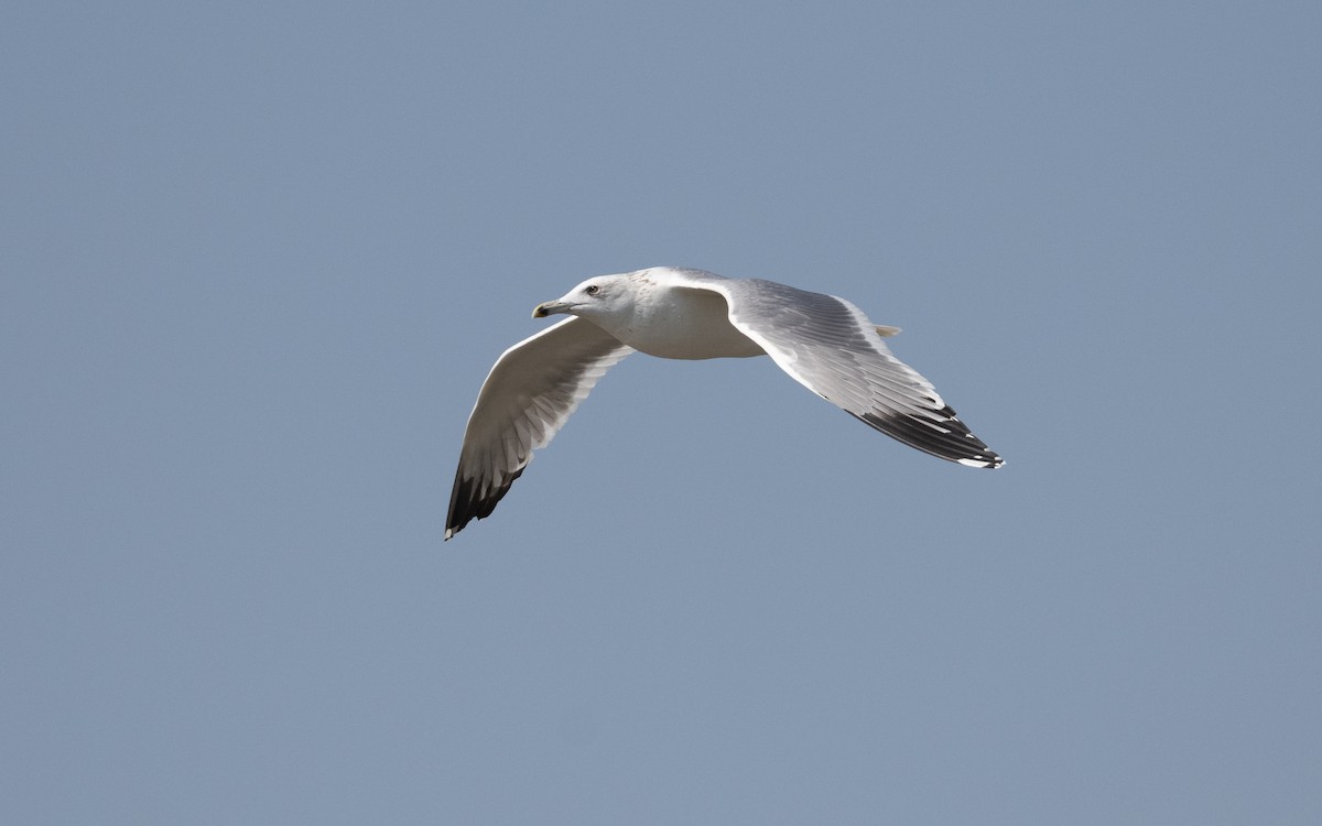 sildemåke (barabensis) (kasakhmåke) - ML627313962