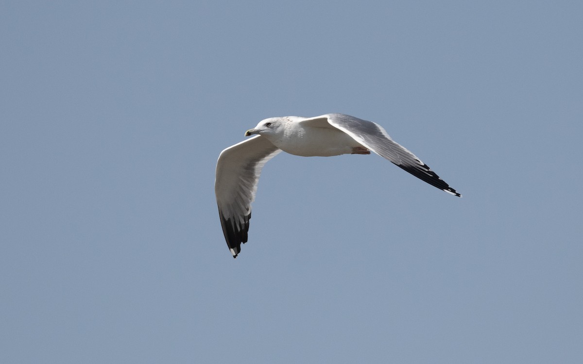 sildemåke (barabensis) (kasakhmåke) - ML627313963