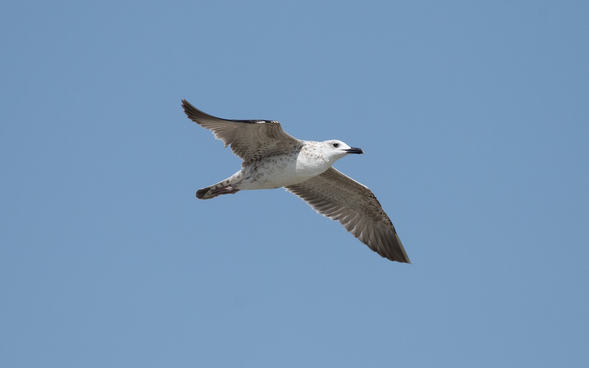 sildemåke - ML627313976