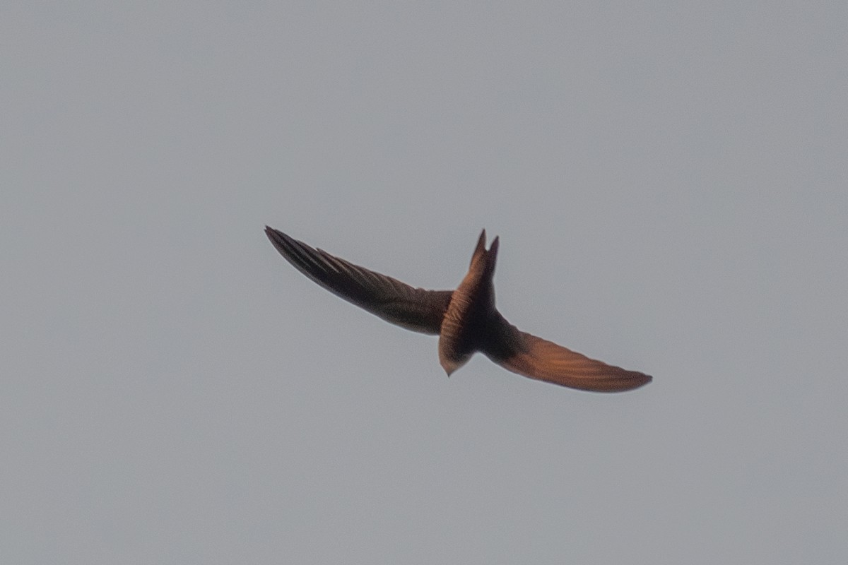 Pallid Swift - ML627313977