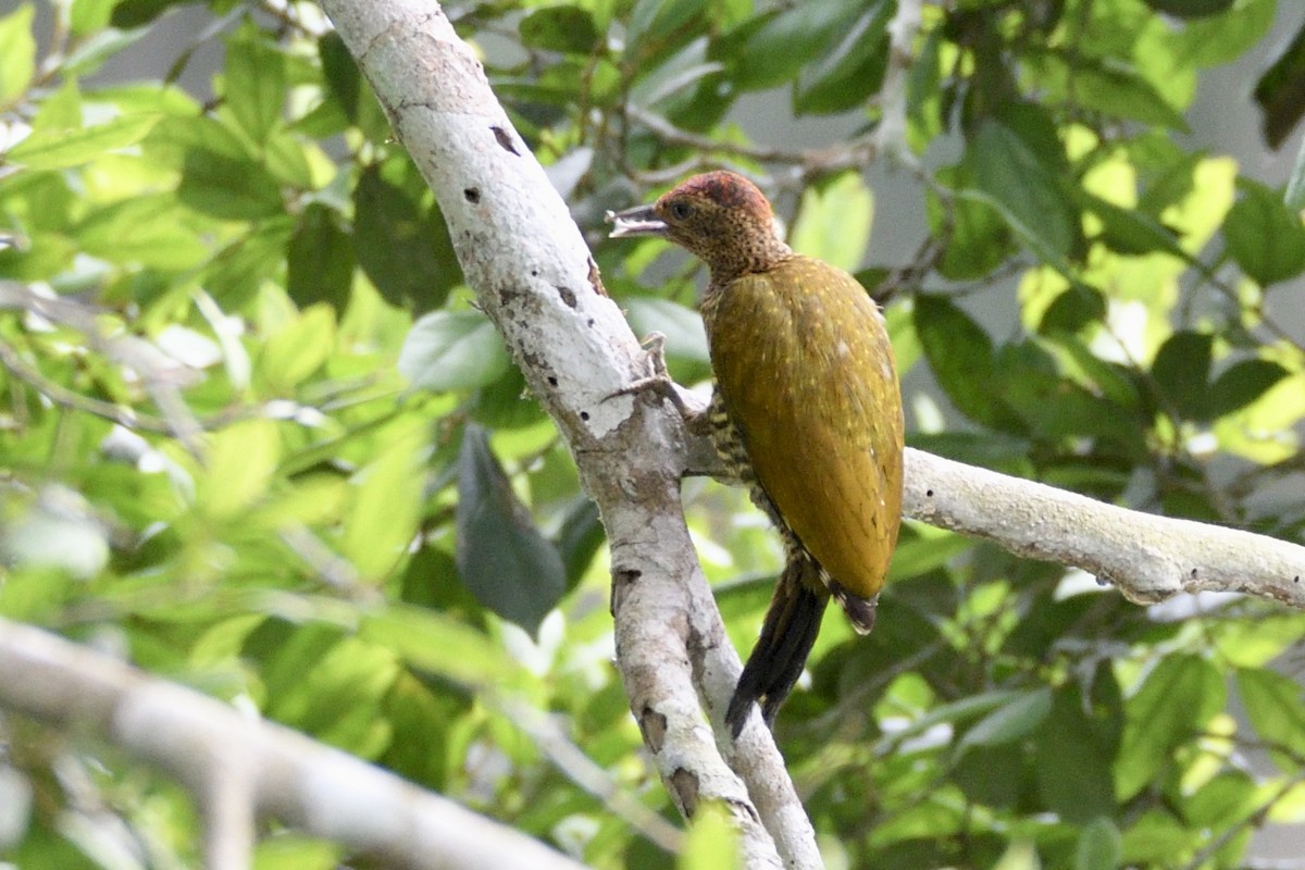 Green-backed Woodpecker - ML627313996