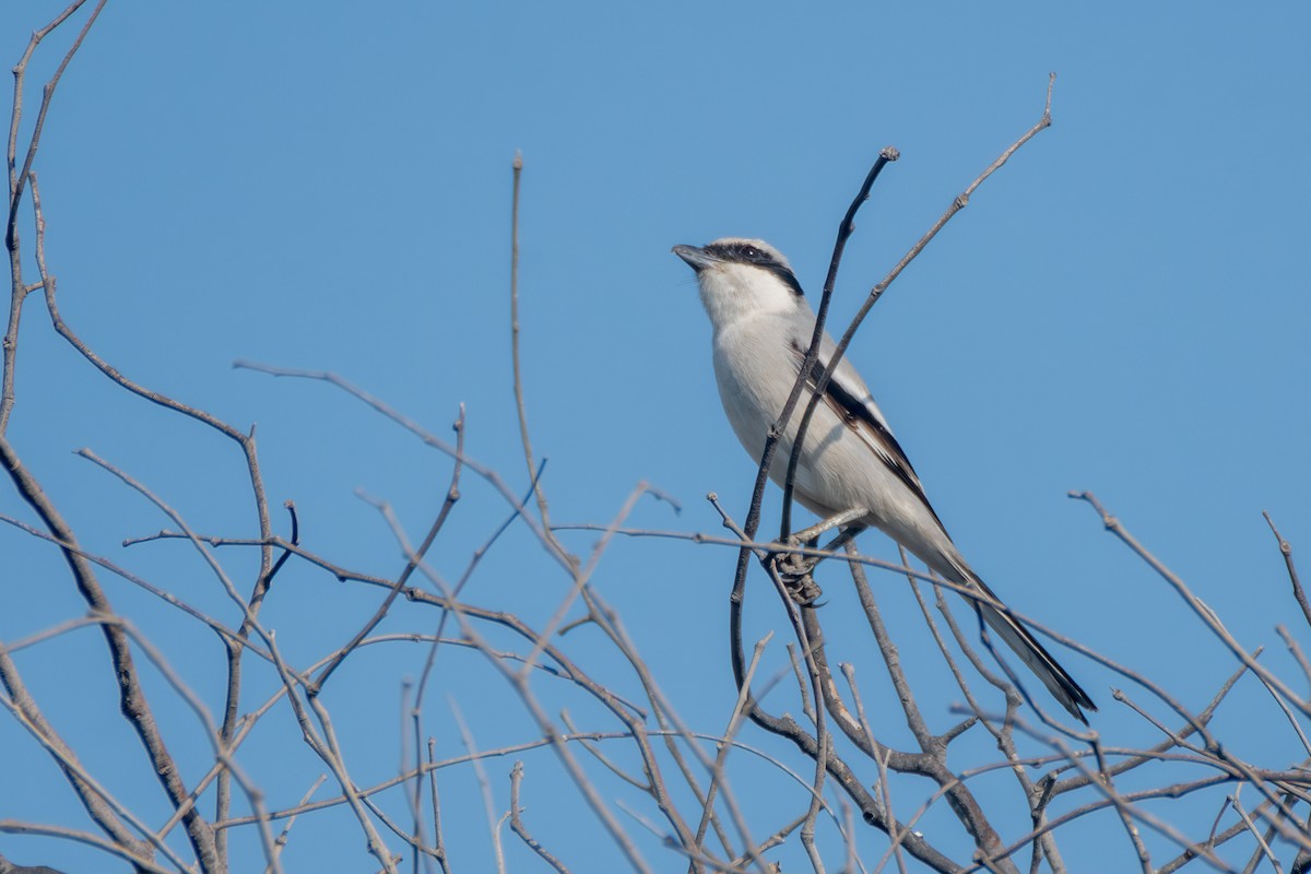 Great Gray Shrike - ML627314000