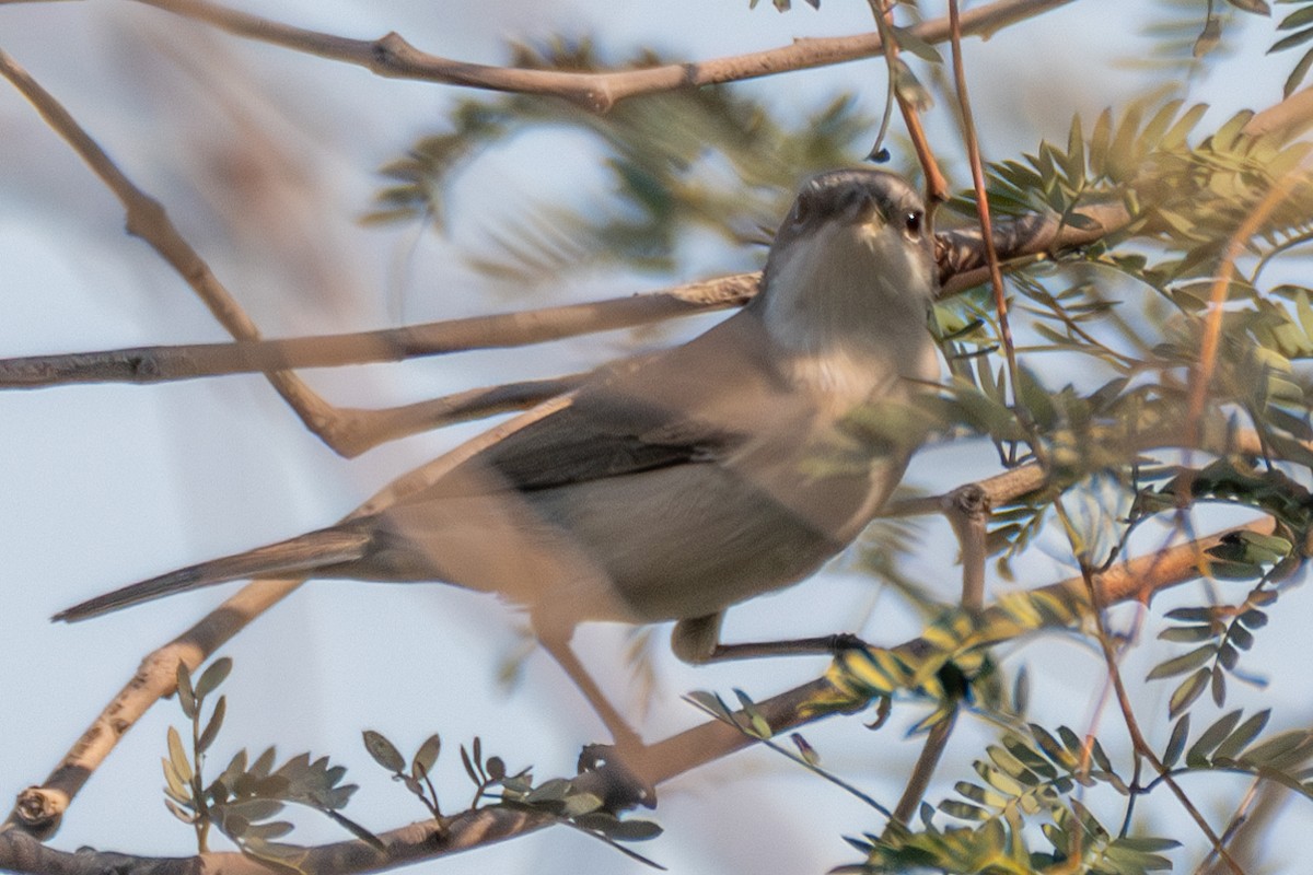 Lesser Whitethroat - ML627314007