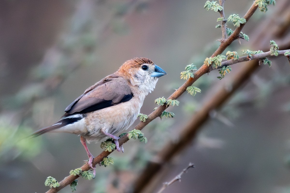 Indian Silverbill - ML627314026