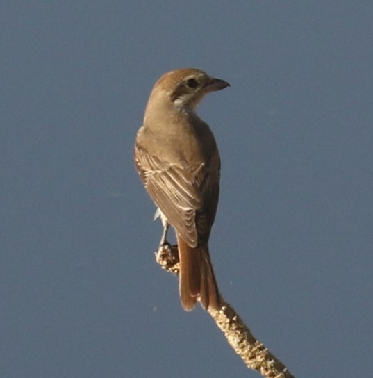 Red-tailed Shrike - ML627314043