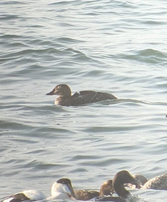 King Eider - ML627314068