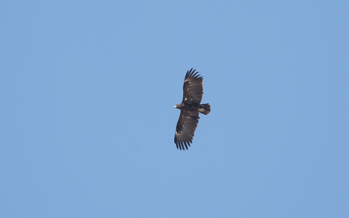 Greater Spotted Eagle - ML627314132