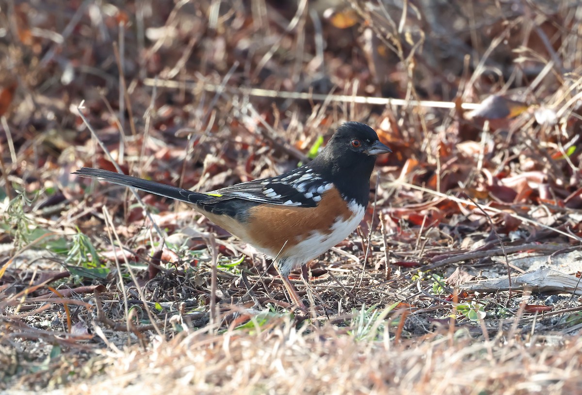 Spotted Towhee - ML627314158