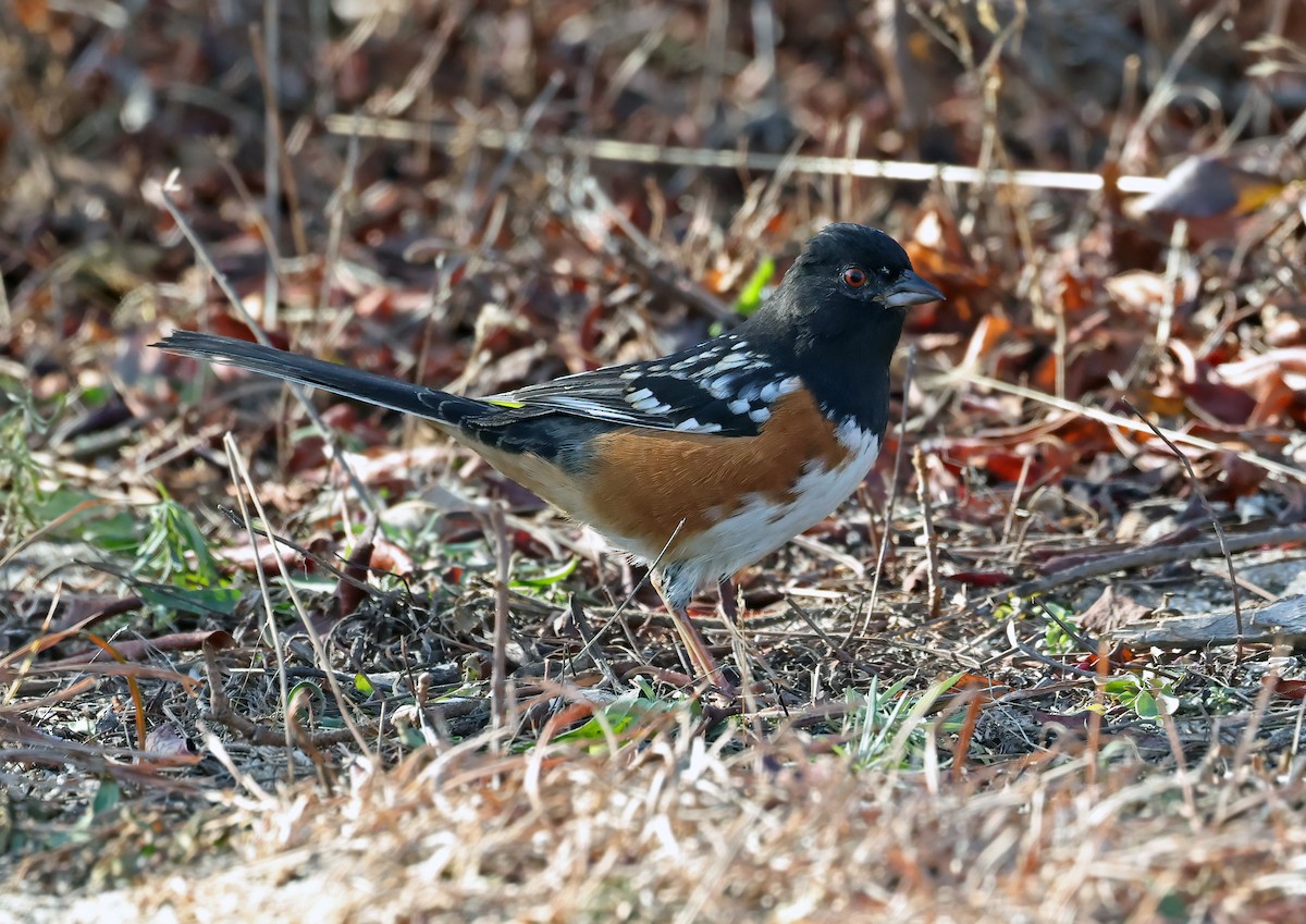 Spotted Towhee - ML627314159