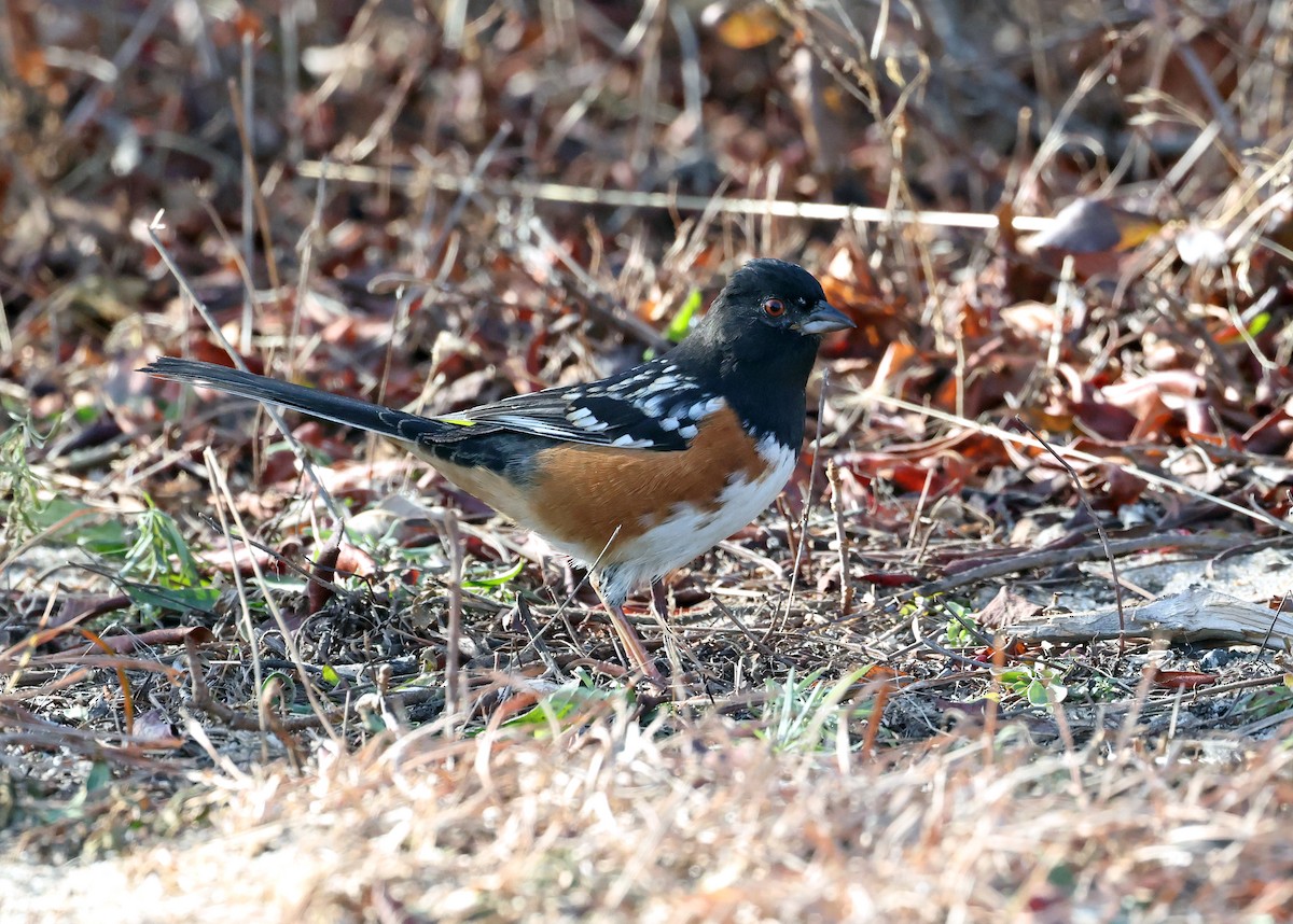 Spotted Towhee - ML627314160