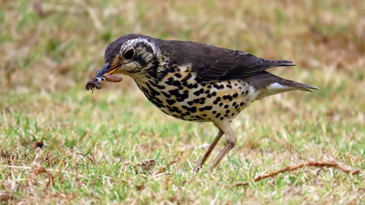 Ethiopian Thrush - ML627314196