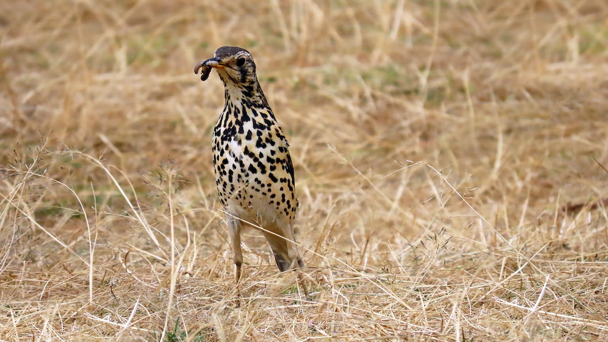 Ethiopian Thrush - ML627314197