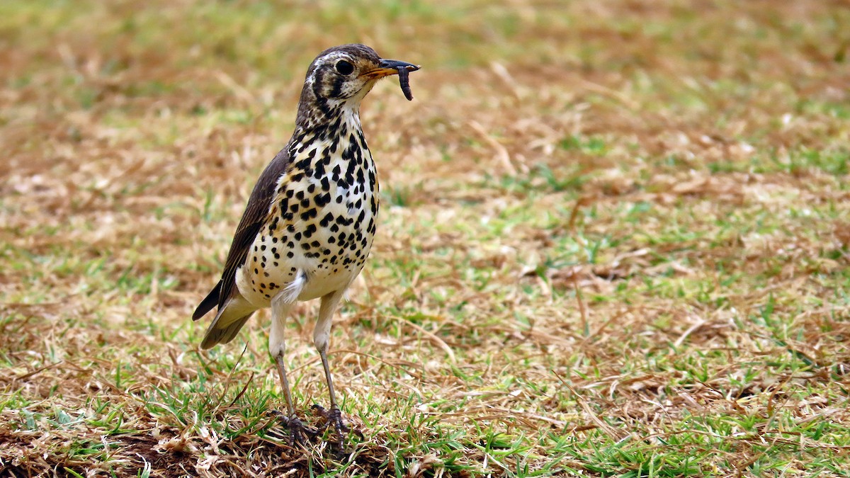 Ethiopian Thrush - ML627314198