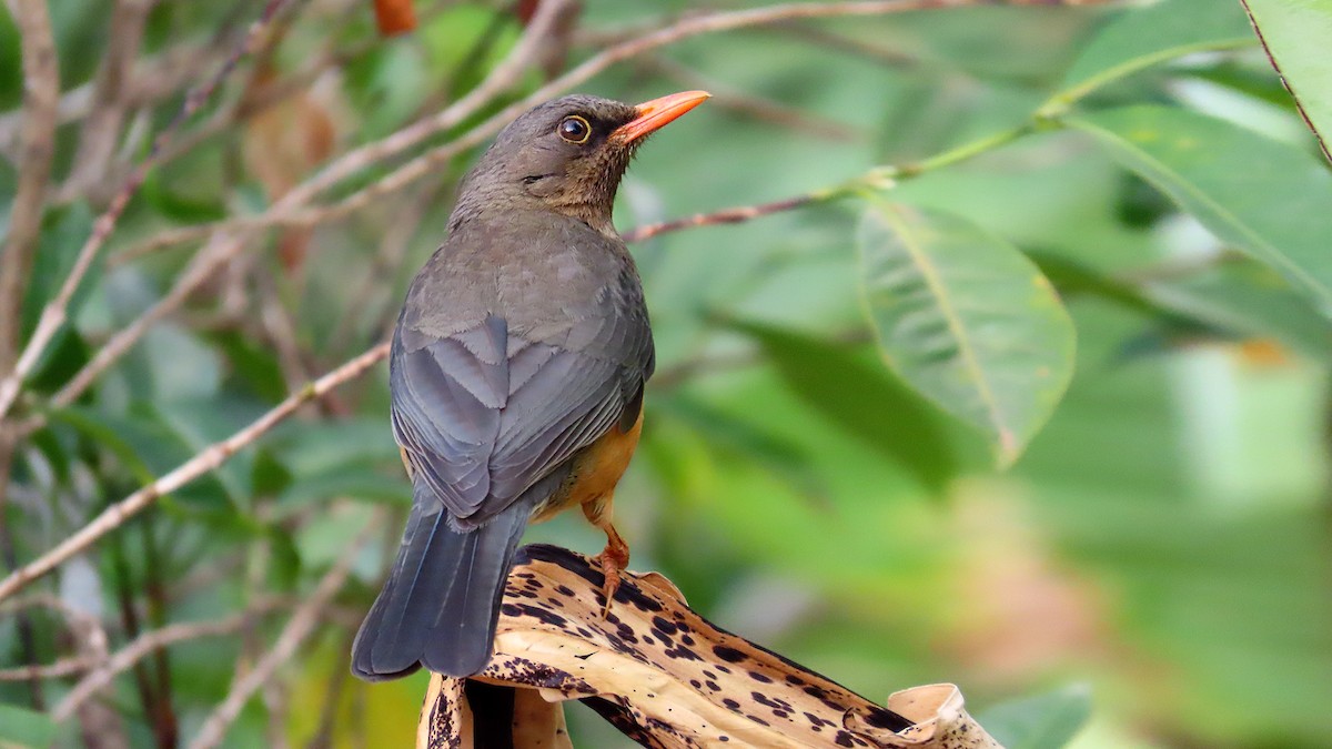 Abyssinian Thrush - ML627314208