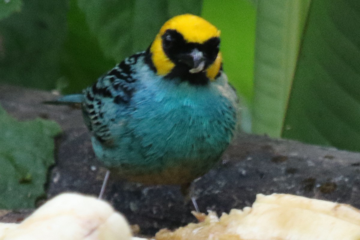 Saffron-crowned Tanager - ML627314326