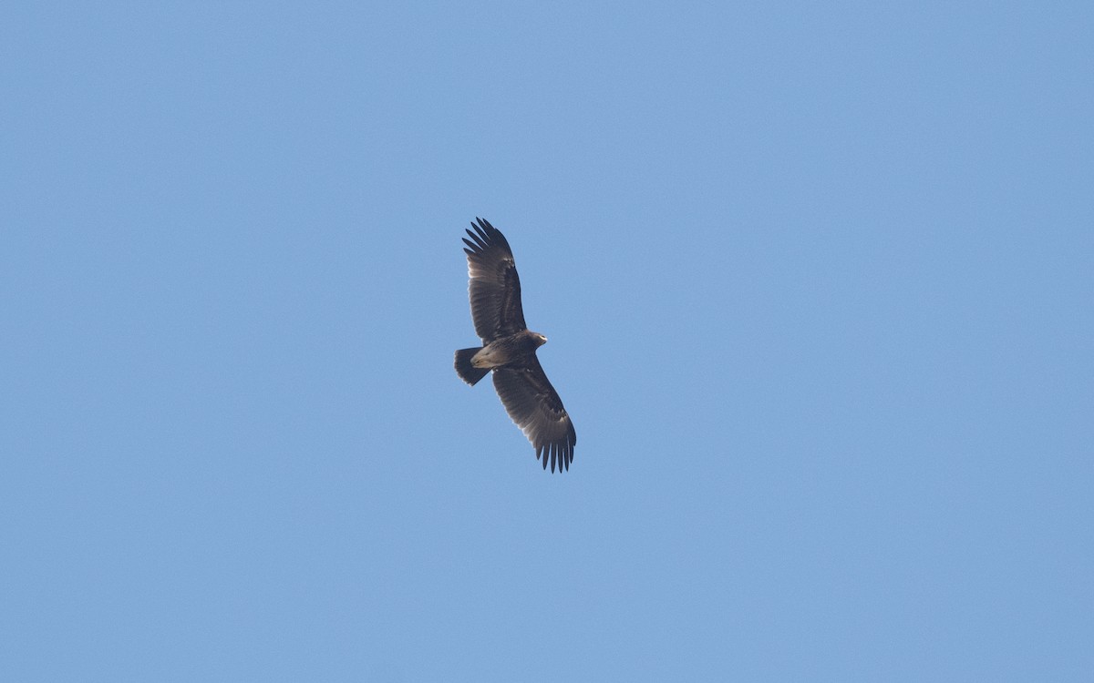 Greater Spotted Eagle - ML627314413