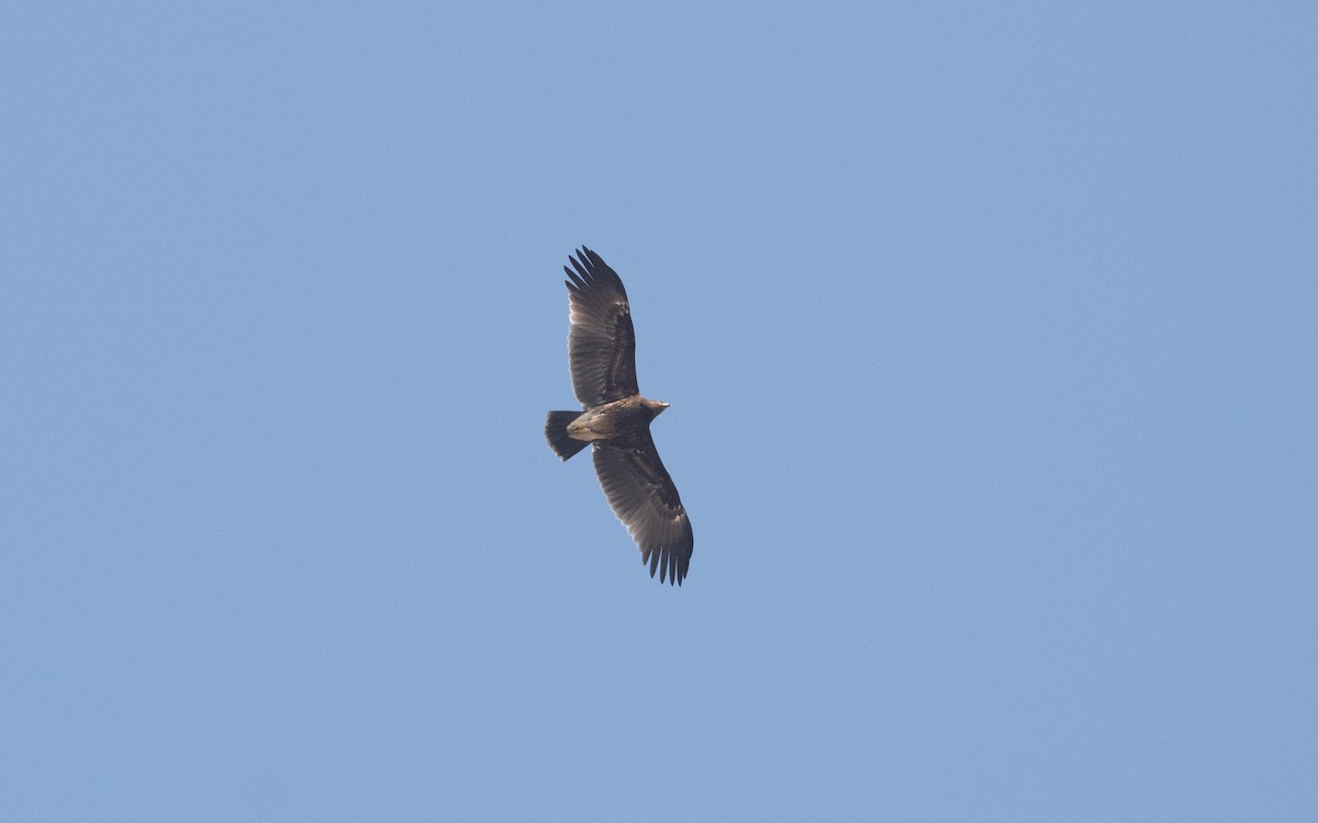 Greater Spotted Eagle - ML627314414