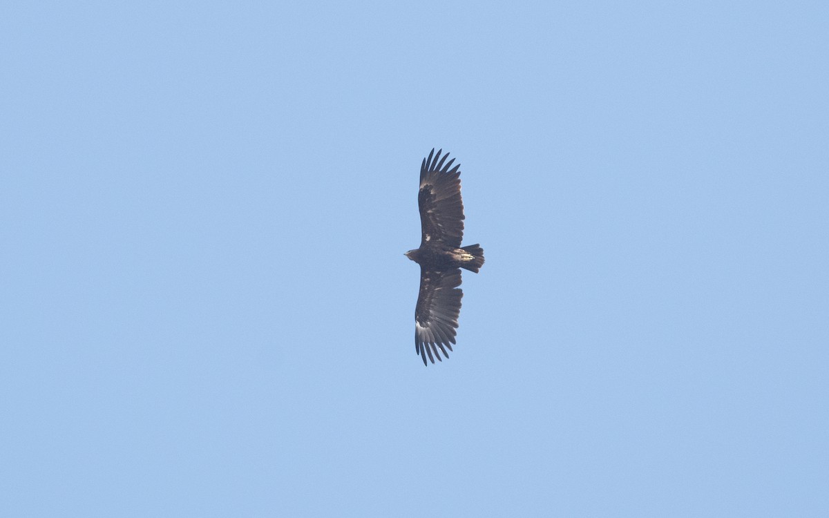 Greater Spotted Eagle - ML627314415