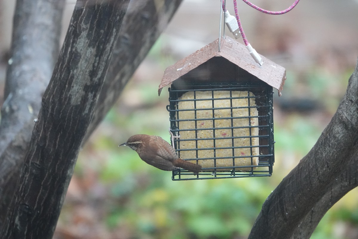 Carolina Wren - ML627314492