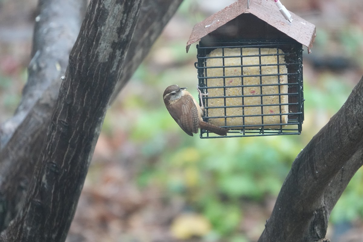 Carolina Wren - ML627314493