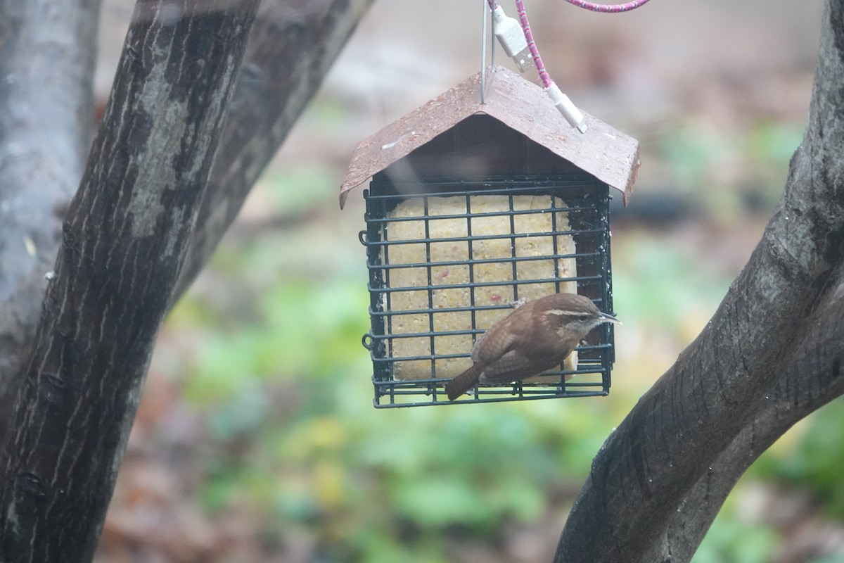 Carolina Wren - ML627314494