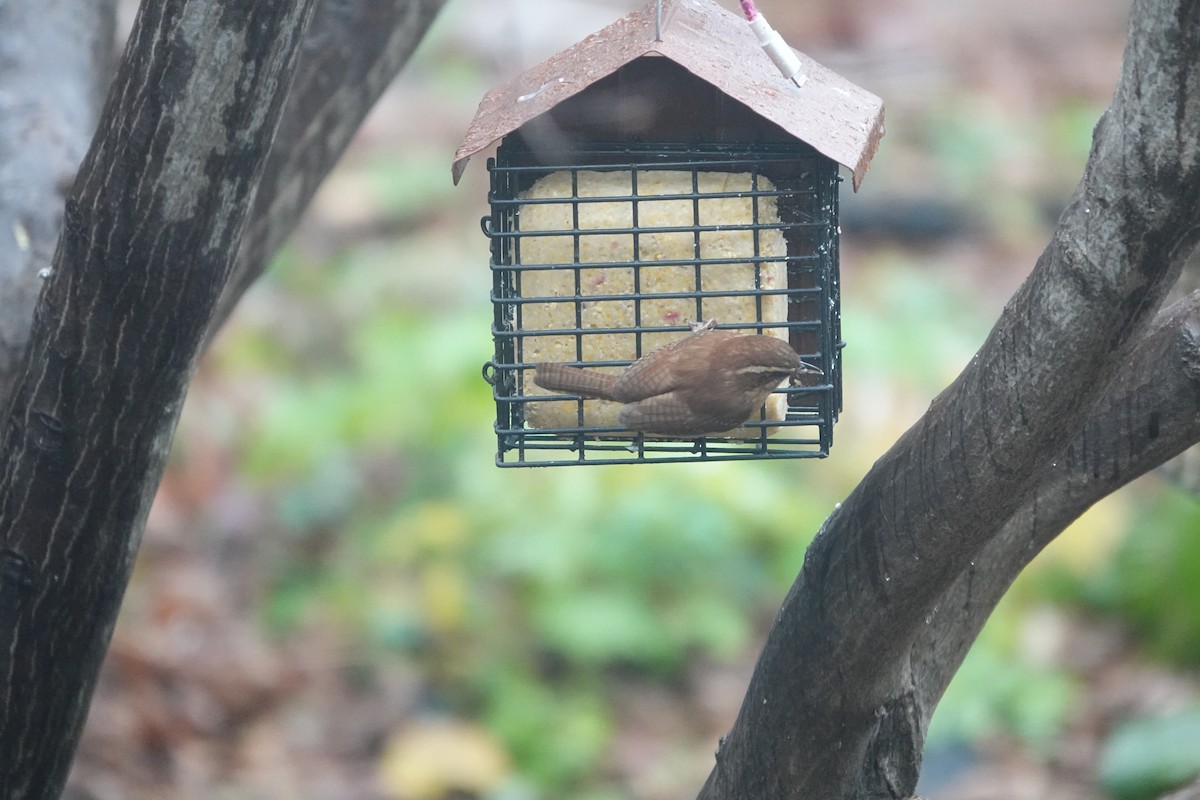 Carolina Wren - ML627314495