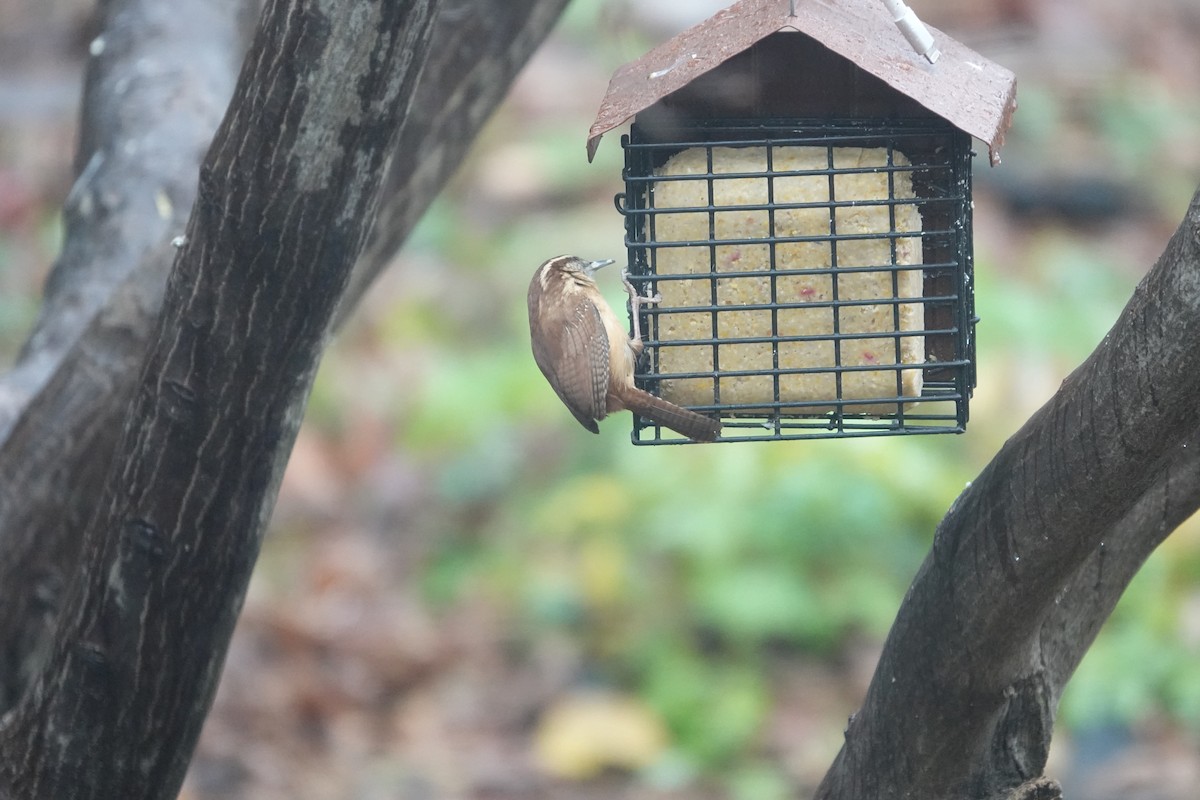 Carolina Wren - ML627314496