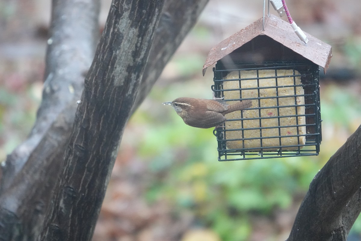 Carolina Wren - ML627314497