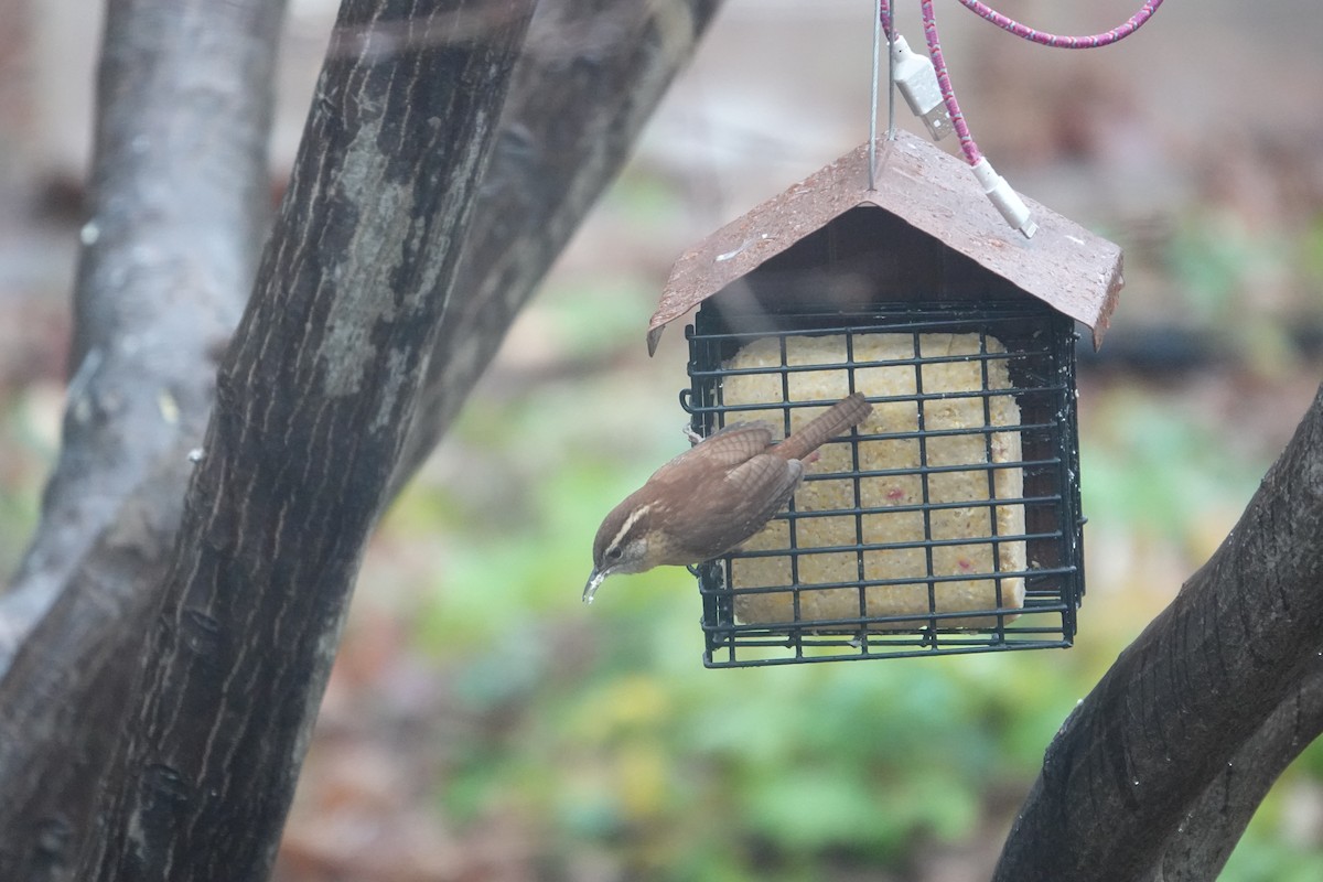 Carolina Wren - ML627314498