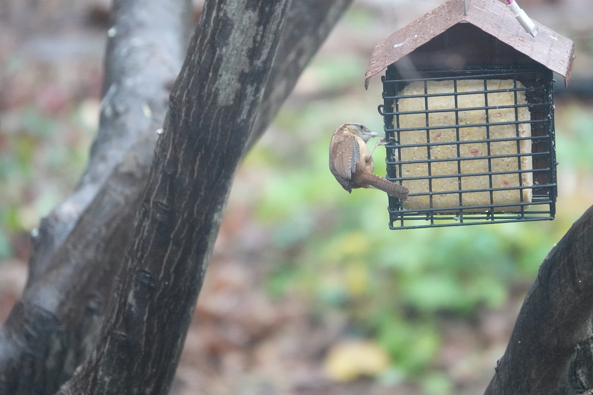 Carolina Wren - ML627314501