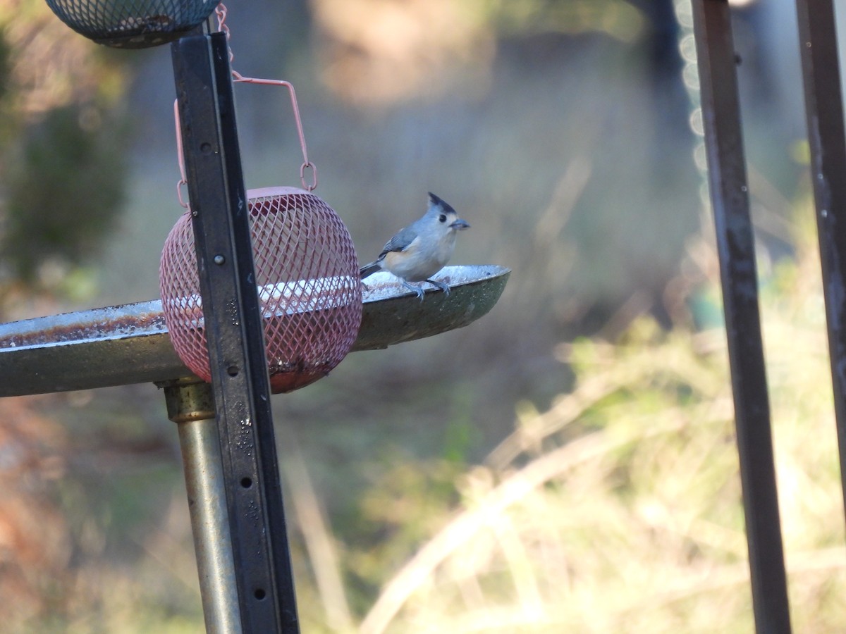 Black-crested Titmouse - ML627314505