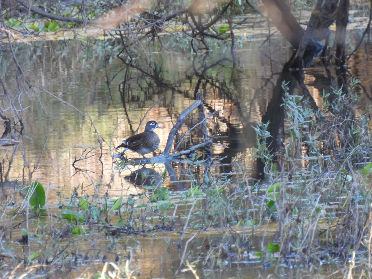 Wood Duck - ML627314568