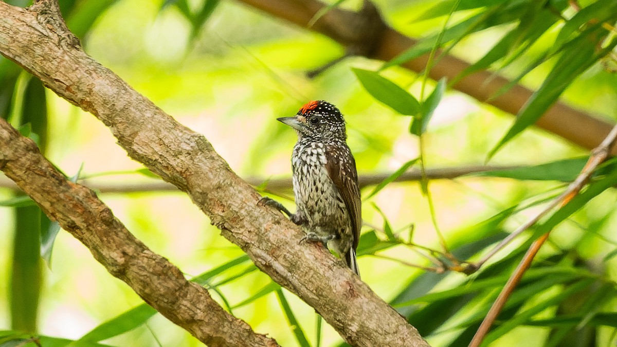 White-wedged Piculet - ML627314744