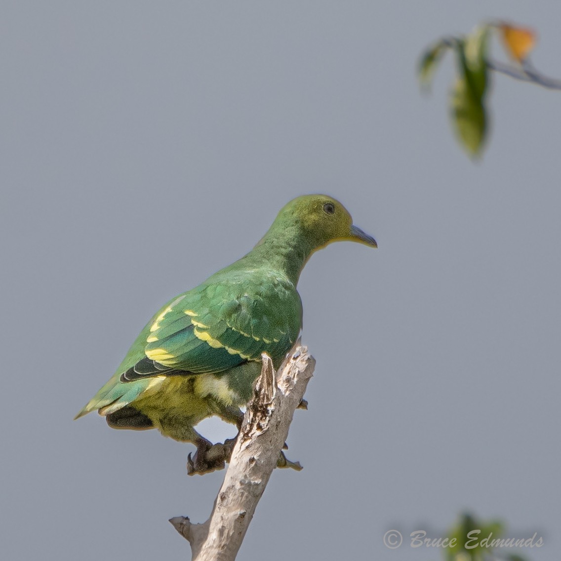 Tanna Fruit-Dove - ML627314746