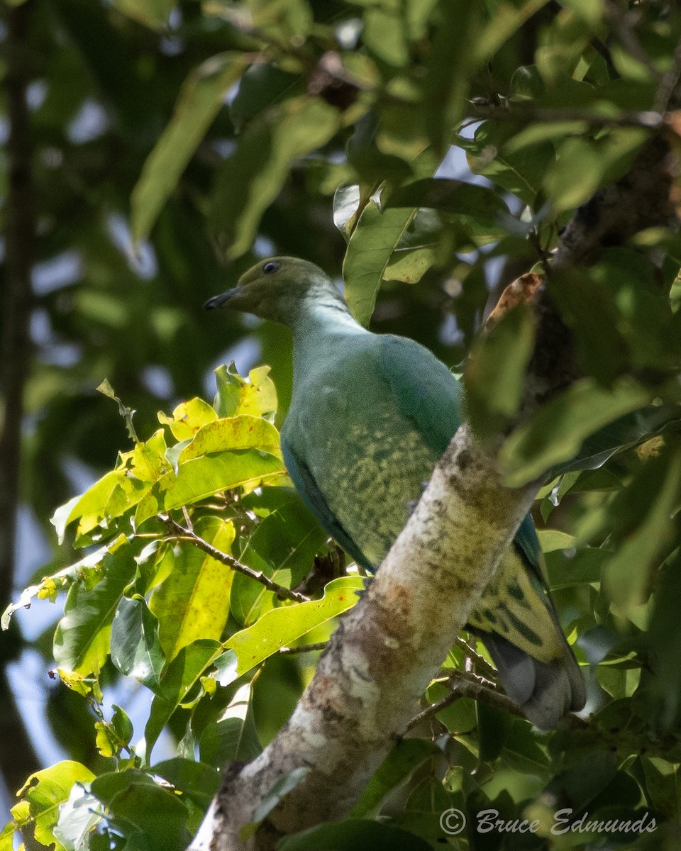 Tanna Fruit-Dove - ML627314747