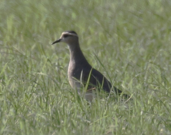 Sociable Lapwing - ML627314758