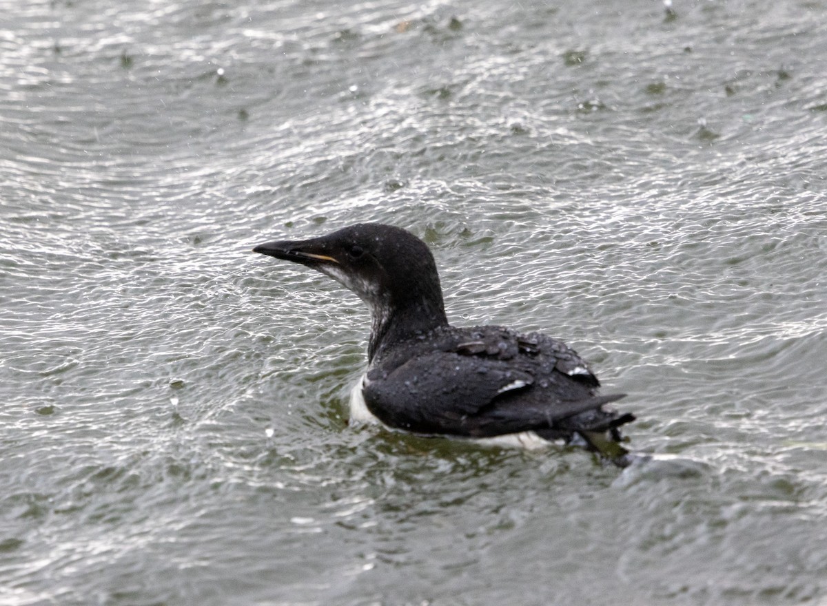 Guillemot de Brünnich - ML627314776