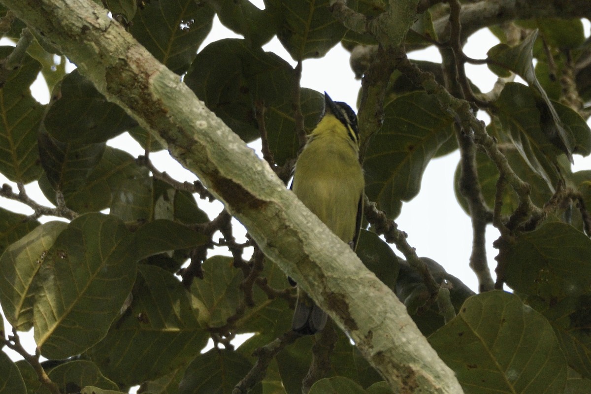 Red-rumped Tinkerbird - ML627314795