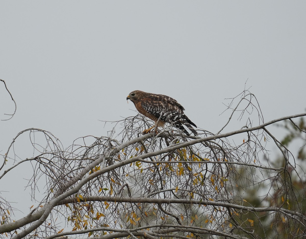 Red-shouldered Hawk - ML627314840