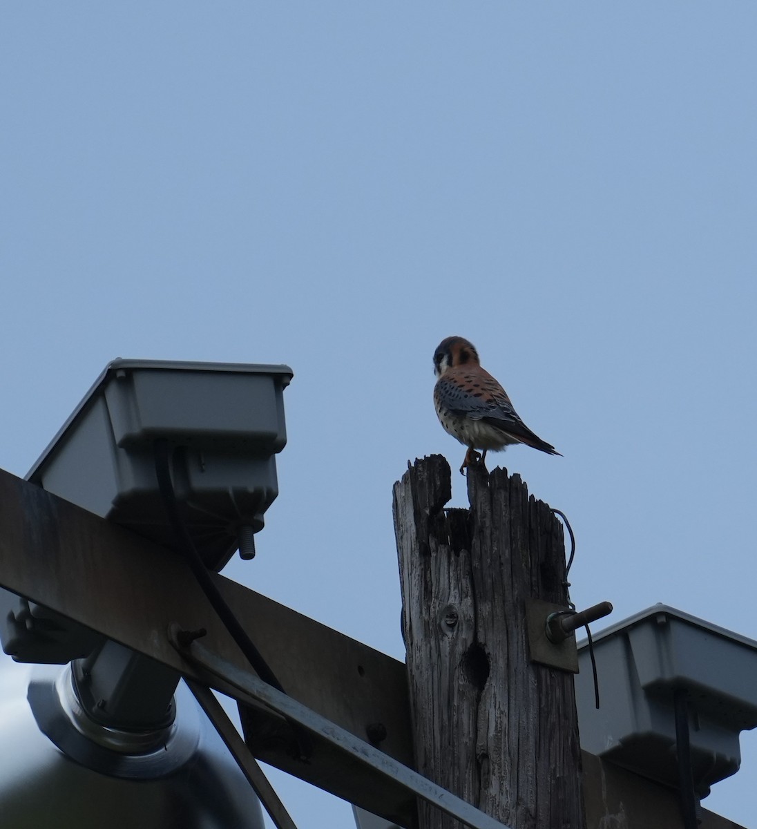 American Kestrel - ML627314841
