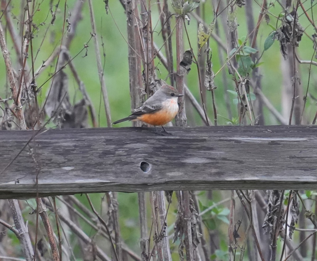 Vermilion Flycatcher - ML627314843