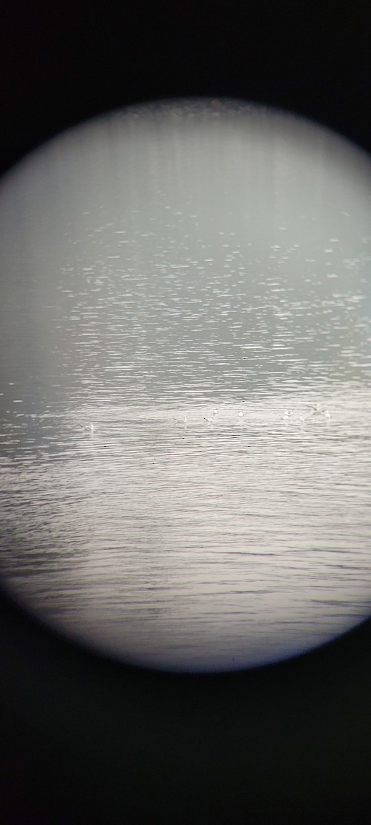 Bonaparte's Gull - ML627314907