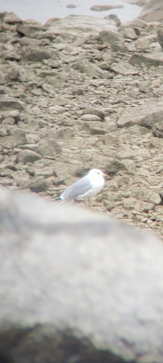 Ring-billed Gull - ML627314919