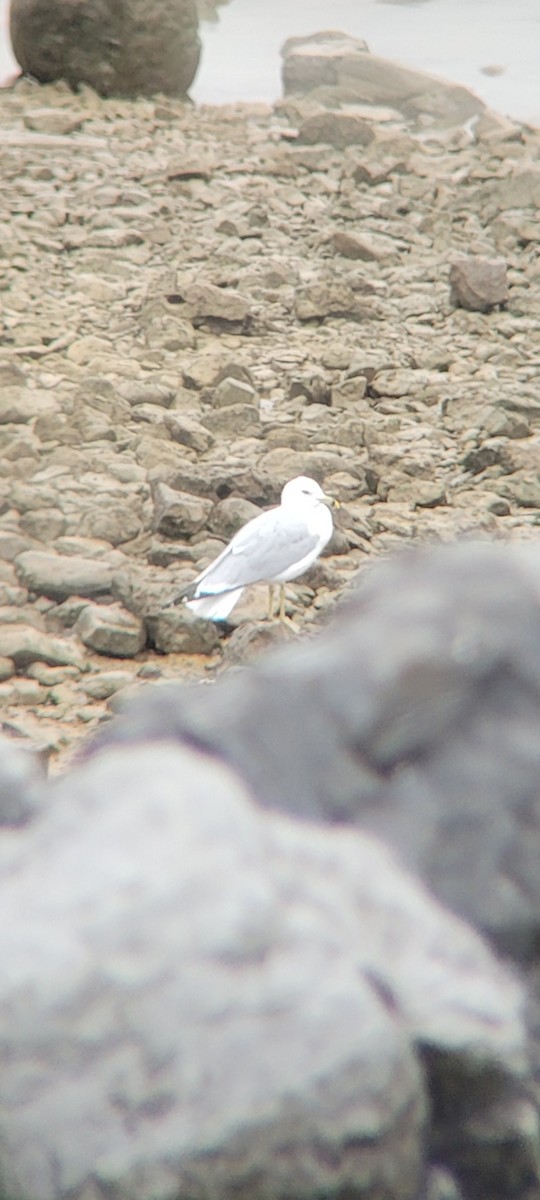 Ring-billed Gull - ML627314920