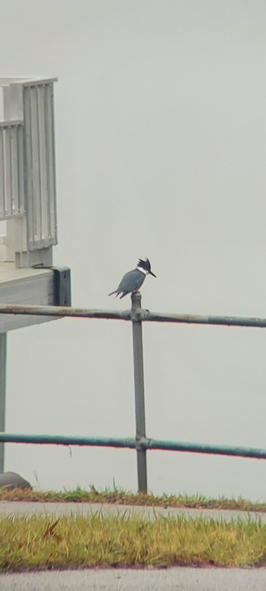 Belted Kingfisher - ML627314968